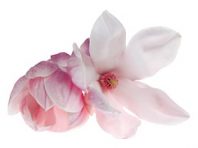 schoonheidssalon-soraya-darphin-bloem1