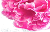 schoonheidssalon-soraya-darphin-bloem2